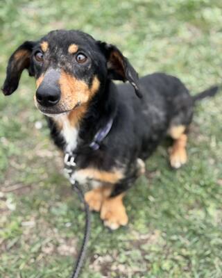 💙💙💙CSUPI kleiner lieber Dackel-Mischlings-Bub sucht Dich…💙💙💙, Dackel-Mischling - Rüde