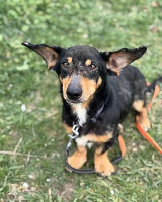 💙💙💙CSUPI kleiner lieber Dackel-Mischlings-Bub sucht Dich…💙💙💙, Dackel-Mischling - Rüde