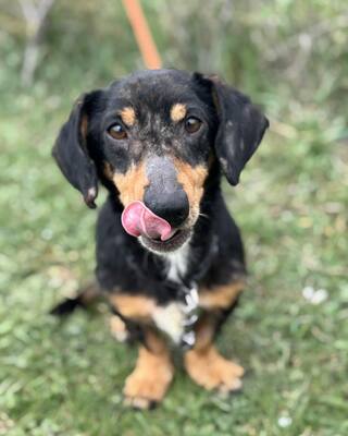 💙💙💙CSUPI kleiner lieber Dackel-Mischlings-Bub sucht Dich…💙💙💙, Dackel-Mischling - Rüde