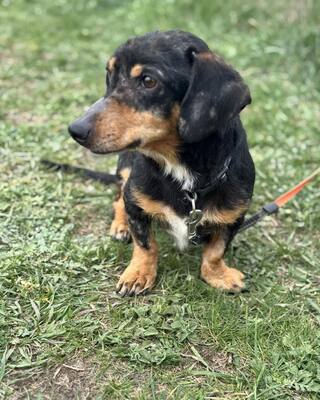 💙💙💙CSUPI kleiner lieber Dackel-Mischlings-Bub sucht Dich…💙💙💙, Dackel-Mischling - Rüde