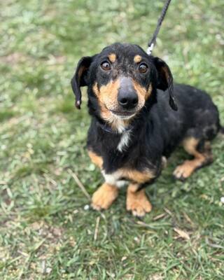 💙💙💙CSUPI kleiner lieber Dackel-Mischlings-Bub sucht Dich…💙💙💙, Dackel-Mischling - Rüde