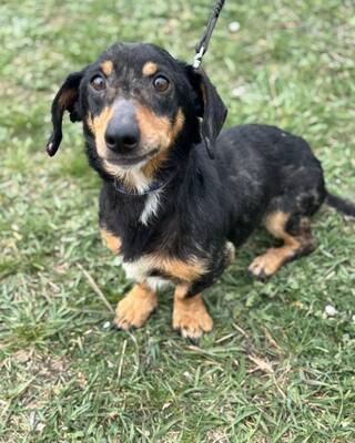 💙💙💙CSUPI kleiner lieber Dackel-Mischlings-Bub sucht Dich…💙💙💙, Dackel-Mischling - Rüde