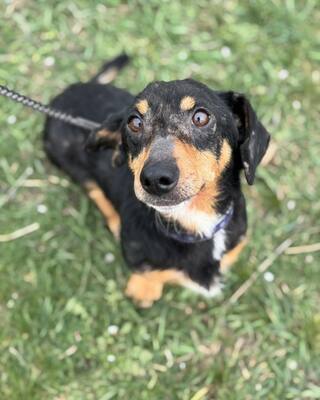 💙💙💙CSUPI kleiner lieber Dackel-Mischlings-Bub sucht Dich…💙💙💙, Dackel-Mischling - Rüde