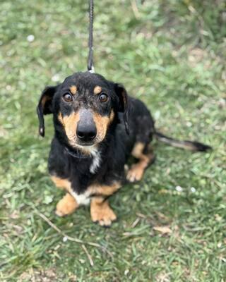 💙💙💙CSUPI kleiner lieber Dackel-Mischlings-Bub sucht Dich…💙💙💙, Dackel-Mischling - Rüde