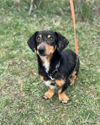 💙💙💙CSUPI kleiner lieber Dackel-Mischlings-Bub sucht Dich…💙💙💙, Dackel-Mischling - Rüde