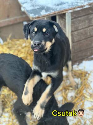 CSUTAK - kleiner frecher Rüde sucht!