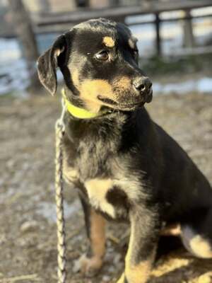 CSUTAK - kleiner frecher Rüde sucht!, Mischling Welpen - Rüde