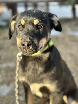CSUTAK - kleiner frecher Rüde sucht!, Mischling Welpen - Rüde