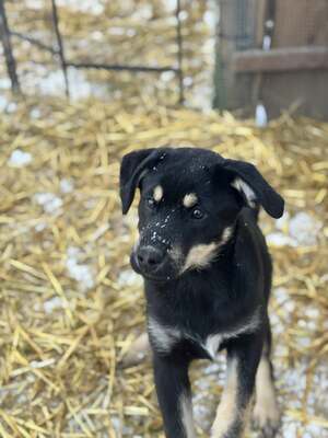 CSUTAK - kleiner frecher Rüde sucht!, Mischling Welpen - Rüde