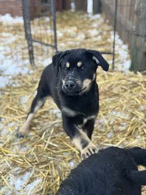 CSUTAK - kleiner frecher Rüde sucht!, Mischling Welpen - Rüde