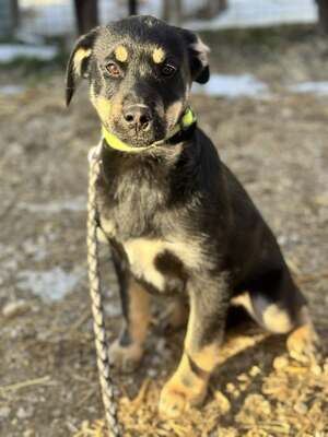 CSUTAK - kleiner frecher Rüde sucht!, Mischling Welpen - Rüde