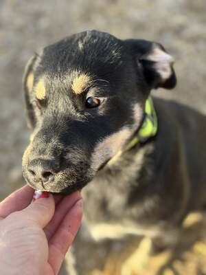 CSUTAK - kleiner frecher Rüde sucht!, Mischling Welpen - Rüde