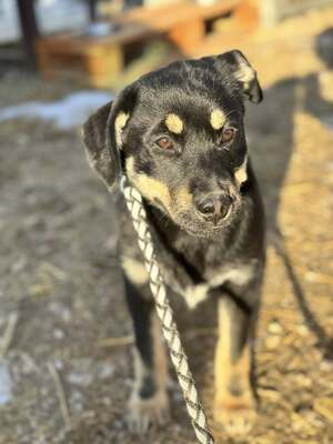 CSUTAK - kleiner frecher Rüde sucht!, Mischling Welpen - Rüde