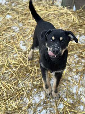 CSUTAK - kleiner frecher Rüde sucht!, Mischling Welpen - Rüde