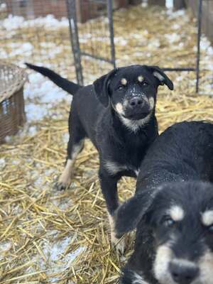 CSUTAK - kleiner frecher Rüde sucht!, Mischling Welpen - Rüde