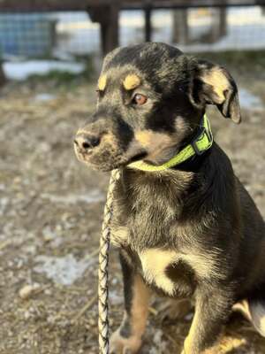 CSUTAK - kleiner frecher Rüde sucht!, Mischling Welpen - Rüde