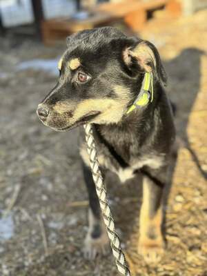 CSUTAK - kleiner frecher Rüde sucht!, Mischling Welpen - Rüde