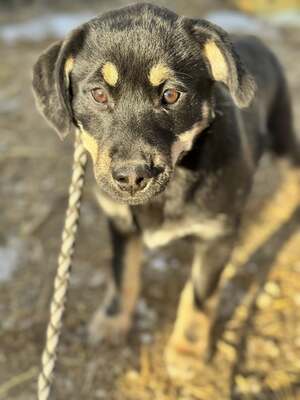 CSUTAK - kleiner frecher Rüde sucht!, Mischling Welpen - Rüde
