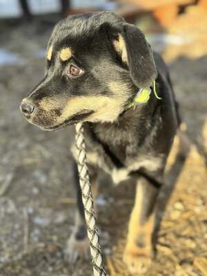 CSUTAK - kleiner frecher Rüde sucht!, Mischling Welpen - Rüde
