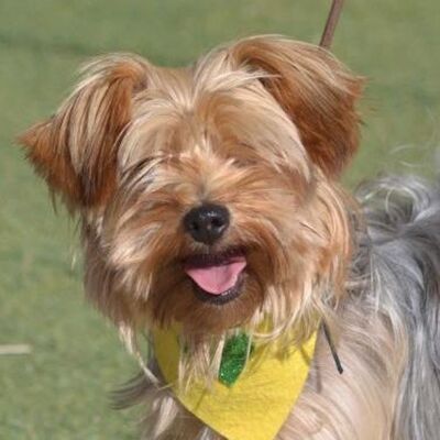 CUCA - Linares, Yorkshire-Terrier - kastriert - Hündin
