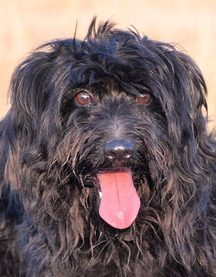 CUKI - R E S E R V I E R T !!!!! menschenorientiert, sehr freundlich, anhänglich, wirkt jünger als sie ist, Puli - Hündin