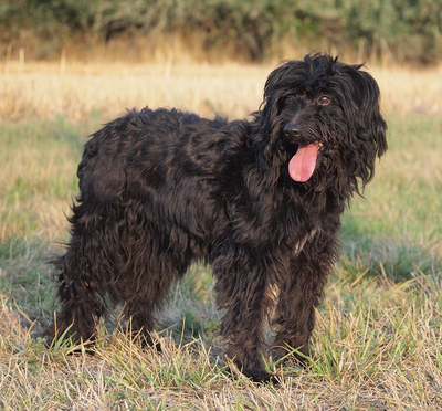 CUKI - R E S E R V I E R T !!!!! menschenorientiert, sehr freundlich, anhänglich, wirkt jünger als sie ist, Puli - Hündin