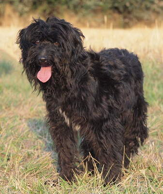 CUKI - R E S E R V I E R T !!!!! menschenorientiert, sehr freundlich, anhänglich, wirkt jünger als sie ist, Puli - Hündin