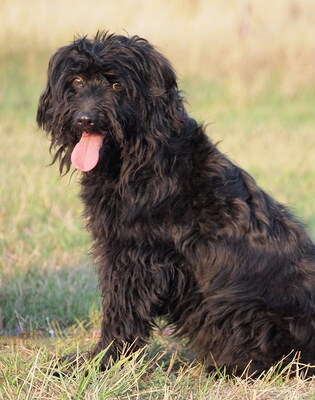 CUKI - menschenorientiert, sehr freundlich, anhänglich, wirkt jünger als sie ist