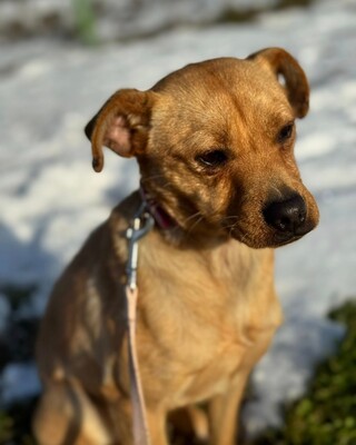 CUNUS - spielen, lachen, zur Familie gehören, Mischling - Hündin