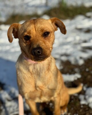 CUNUS - spielen, lachen, zur Familie gehören, Mischling - Hündin