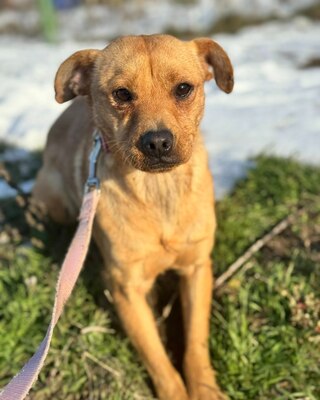 CUNUS - spielen, lachen, zur Familie gehören, Mischling - Hündin