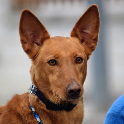 CURRO - Ubeda, Podenco Andaluz - kastriert - Rüde