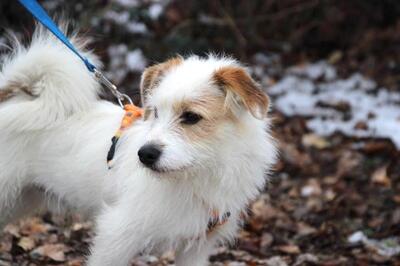 CUSCUS, JackRussell-Maltesermischling - Rüde