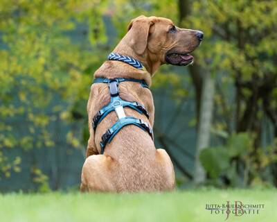 Cadillac - 10 Monate mit Videos auf der Webseite