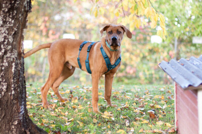 Cadillac - 10 Monate mit Videos auf der Webseite, Ridgeback-Doggen-Mix Welpen - Rüde