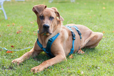 Cadillac - 10 Monate mit Videos auf der Webseite, Ridgeback-Doggen-Mix Welpen - Rüde