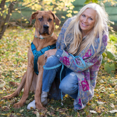 Cadillac - 10 Monate mit Videos auf der Webseite, Ridgeback-Doggen-Mix Welpen - Rüde