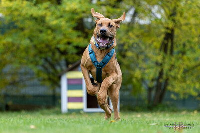 Cadillac - 7 Monate mit Videos auf der Webseite, Ridgeback-Doggen-Mix Welpen - Rüde
