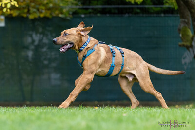 Cadillac - 7 Monate mit Videos auf der Webseite, Ridgeback-Doggen-Mix Welpen - Rüde