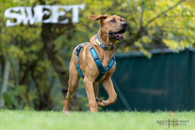 Cadillac - 7 Monate mit Videos auf der Webseite, Ridgeback-Doggen-Mix Welpen - Rüde