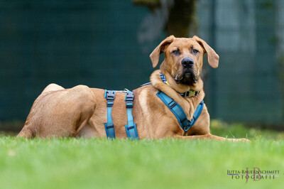 Cadillac - 7 Monate mit Videos auf der Webseite, Ridgeback-Doggen-Mix Welpen - Rüde