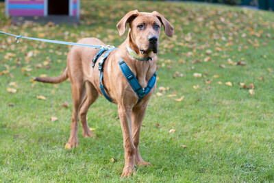 Cadillac - 7 Monate mit Videos auf der Webseite, Ridgeback-Doggen-Mix Welpen - Rüde