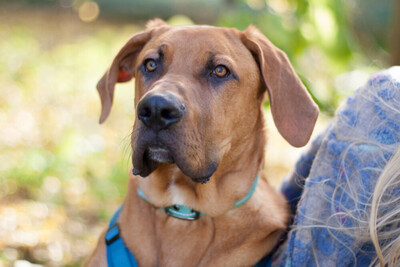 Cadillac - 7 Monate mit Videos auf der Webseite, Ridgeback-Doggen-Mix Welpen - Rüde