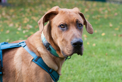 Cadillac - 7 Monate mit Videos auf der Webseite, Ridgeback-Doggen-Mix Welpen - Rüde