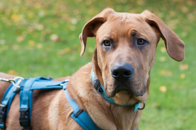 Cadillac - 7 Monate mit Videos auf der Webseite, Ridgeback-Doggen-Mix Welpen - Rüde