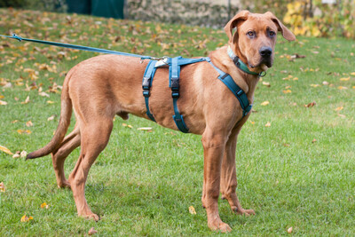 Cadillac - 7 Monate mit Videos auf der Webseite, Ridgeback-Doggen-Mix Welpen - Rüde