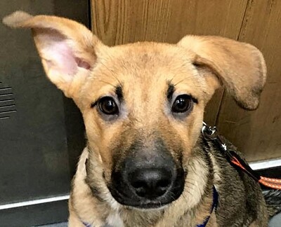 Cafy, Cafy, hübsches Mädchen, sucht seine Familie - Hündin