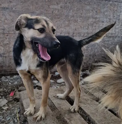 Caius, Mix - Rüde