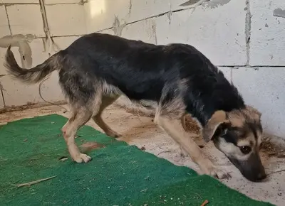 Caius, Mix - Rüde