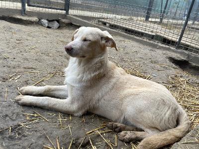 Caja, Mischling - Hündin
